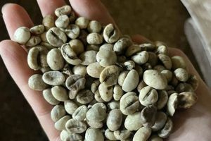 Buy Green Coffee Beans Houston: Roast Your Own! The Ultimate Coffee Guide: Types, Brewing Methods & Best Beans Buy Green Coffee Beans Houston: Roast Your Own! | The Ultimate Coffee Guide: Types, Brewing Methods & Best Beans