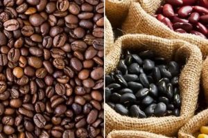 Botanically Speaking: Are Coffee Beans Legumes, Really? The Ultimate Coffee Guide: Types, Brewing Methods & Best Beans Botanically Speaking: Are Coffee Beans Legumes, Really? | The Ultimate Coffee Guide: Types, Brewing Methods & Best Beans