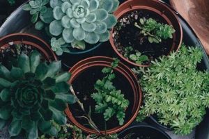Coffee Grounds For Succulents: Are They Good? +Tips The Ultimate Coffee Guide: Types, Brewing Methods & Best Beans Coffee Grounds For Succulents: Are They Good? +Tips | The Ultimate Coffee Guide: Types, Brewing Methods & Best Beans