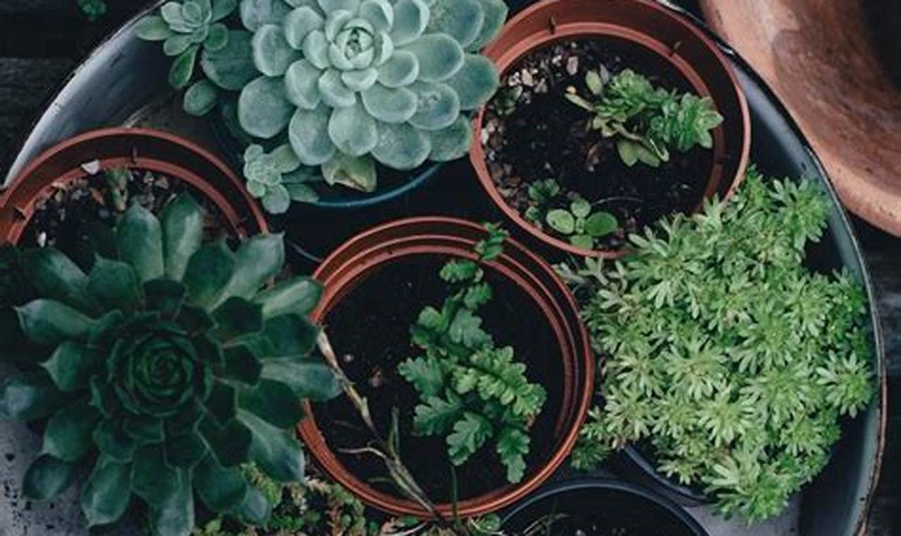 Coffee Grounds For Succulents: Are They Good? +Tips The Ultimate Coffee Guide: Types, Brewing Methods & Best Beans Coffee Grounds For Succulents: Are They Good? +Tips | The Ultimate Coffee Guide: Types, Brewing Methods & Best Beans
