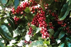 Grow Your Own: Coffee Berry Plant Guide & Tips The Ultimate Coffee Guide: Types, Brewing Methods & Best Beans Grow Your Own: Coffee Berry Plant Guide & Tips | The Ultimate Coffee Guide: Types, Brewing Methods & Best Beans