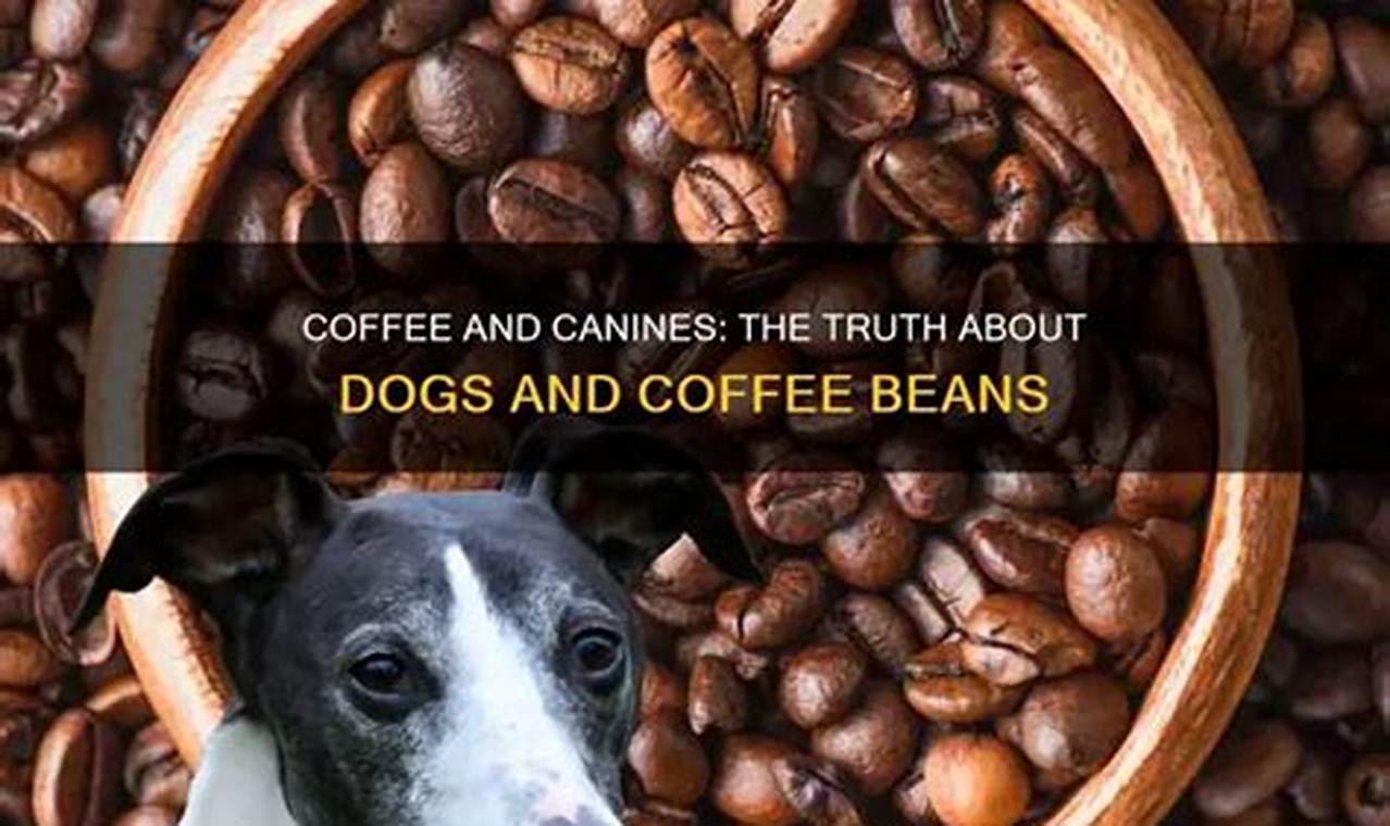 Are Coffee Beans Bad for Dogs? Dangers & Safety The Ultimate Coffee Guide: Types, Brewing Methods & Best Beans Are Coffee Beans Bad for Dogs? Dangers & Safety | The Ultimate Coffee Guide: Types, Brewing Methods & Best Beans
