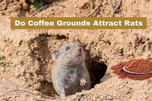 Do Coffee Grounds Attract Mice? + Prevention Tips | The Ultimate Coffee Guide: Types, Brewing Methods & Best Beans