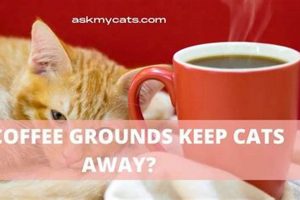 Natural Cat Repellent: Does Coffee Grounds Keep Cats Away? The Ultimate Coffee Guide: Types, Brewing Methods & Best Beans Natural Cat Repellent: Does Coffee Grounds Keep Cats Away? | The Ultimate Coffee Guide: Types, Brewing Methods & Best Beans