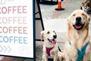 Find Local Pet Friendly Coffee Shops Near You: Guide | The Ultimate Coffee Guide: Types, Brewing Methods & Best Beans