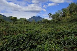 Find Your Dream: Coffee Farm For Sale Guatemala Today The Ultimate Coffee Guide: Types, Brewing Methods & Best Beans Find Your Dream: Coffee Farm For Sale Guatemala Today | The Ultimate Coffee Guide: Types, Brewing Methods & Best Beans