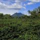 Find Your Dream: Coffee Farm For Sale Guatemala Today | The Ultimate Coffee Guide: Types, Brewing Methods & Best Beans
