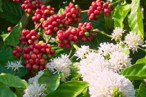 Coffee Flower Secrets: Bloom & Bean Yield The Ultimate Coffee Guide: Types, Brewing Methods & Best Beans Coffee Flower Secrets: Bloom & Bean Yield | The Ultimate Coffee Guide: Types, Brewing Methods & Best Beans