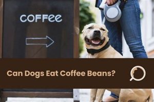 [ALERT!] Are Coffee Beans Bad for Dogs? + Safety Tips | The Ultimate Coffee Guide: Types, Brewing Methods & Best Beans