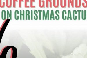 Coffee Boost? Does Christmas Cactus Like Coffee Grounds? Tips! The Ultimate Coffee Guide: Types, Brewing Methods & Best Beans Coffee Boost? Does Christmas Cactus Like Coffee Grounds? Tips! | The Ultimate Coffee Guide: Types, Brewing Methods & Best Beans