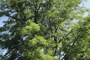 Unveiling: Kentucky Coffee Tree Espresso | A Novel Brew The Ultimate Coffee Guide: Types, Brewing Methods & Best Beans Unveiling: Kentucky Coffee Tree Espresso | A Novel Brew | The Ultimate Coffee Guide: Types, Brewing Methods & Best Beans