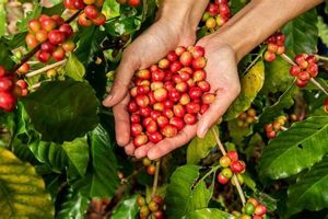 Best Indonesia Coffee Beans: Aromatic Richness! The Ultimate Coffee Guide: Types, Brewing Methods & Best Beans Best Indonesia Coffee Beans: Aromatic Richness! | The Ultimate Coffee Guide: Types, Brewing Methods & Best Beans