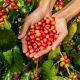 Best Indonesia Coffee Beans: Aromatic Richness! | The Ultimate Coffee Guide: Types, Brewing Methods & Best Beans