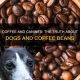 Are Coffee Beans Bad? Can Dogs Have Coffee Beans? | The Ultimate Coffee Guide: Types, Brewing Methods & Best Beans