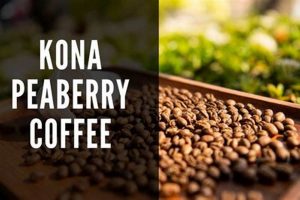 Taste of Paradise: Hawaiian Kona Peaberry Coffee Guide | The Ultimate Coffee Guide: Types, Brewing Methods & Best Beans