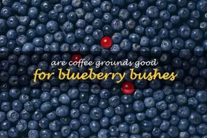 Best Blueberry Coffee Grounds? Taste Test + Recipes! The Ultimate Coffee Guide: Types, Brewing Methods & Best Beans Best Blueberry Coffee Grounds? Taste Test + Recipes! | The Ultimate Coffee Guide: Types, Brewing Methods & Best Beans