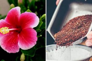 Unlock Growth: Hibiscus and Coffee Grounds Magic The Ultimate Coffee Guide: Types, Brewing Methods & Best Beans Unlock Growth: Hibiscus and Coffee Grounds Magic | The Ultimate Coffee Guide: Types, Brewing Methods & Best Beans