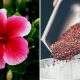 Unlock Growth: Hibiscus and Coffee Grounds Magic | The Ultimate Coffee Guide: Types, Brewing Methods & Best Beans