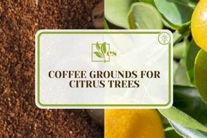 Using Coffee Grounds for Citrus Trees: Grow Better Fruit! The Ultimate Coffee Guide: Types, Brewing Methods & Best Beans Using Coffee Grounds for Citrus Trees: Grow Better Fruit! | The Ultimate Coffee Guide: Types, Brewing Methods & Best Beans