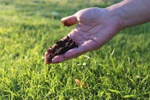 Boost Lawn: Coffee Grounds Lawn Care Tips & Tricks The Ultimate Coffee Guide: Types, Brewing Methods & Best Beans Boost Lawn: Coffee Grounds Lawn Care Tips & Tricks | The Ultimate Coffee Guide: Types, Brewing Methods & Best Beans