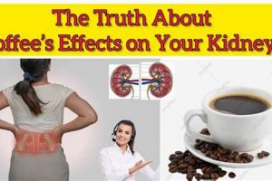 Coffee & Kidney Stones: Is Drinking Coffee Bad? The Ultimate Coffee Guide: Types, Brewing Methods & Best Beans Coffee & Kidney Stones: Is Drinking Coffee Bad? | The Ultimate Coffee Guide: Types, Brewing Methods & Best Beans
