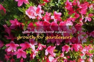 Coffee Grounds & Azaleas: Are They Really Good? The Ultimate Coffee Guide: Types, Brewing Methods & Best Beans Coffee Grounds & Azaleas: Are They Really Good? | The Ultimate Coffee Guide: Types, Brewing Methods & Best Beans