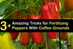 Using Coffee Grounds for Pepper Plants: Tips &amp; Tricks! | The Ultimate Coffee Guide: Types, Brewing Methods & Best Beans