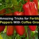 Using Coffee Grounds for Pepper Plants: Tips &amp; Tricks! | The Ultimate Coffee Guide: Types, Brewing Methods & Best Beans