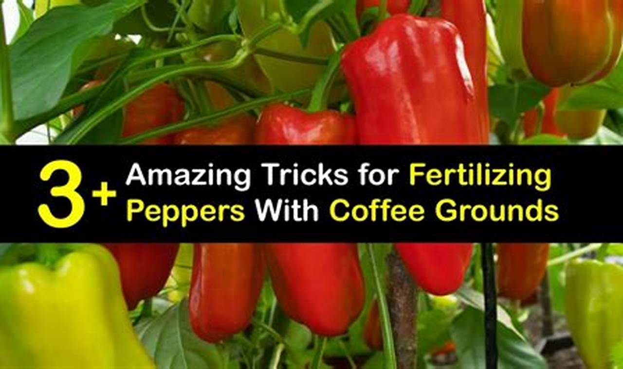 Using Coffee Grounds for Pepper Plants: Tips &amp; Tricks! | The Ultimate Coffee Guide: Types, Brewing Methods & Best Beans
