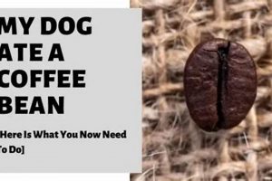 Help! My Dog Ate Coffee Bean? Risks &amp; What to Do | The Ultimate Coffee Guide: Types, Brewing Methods & Best Beans