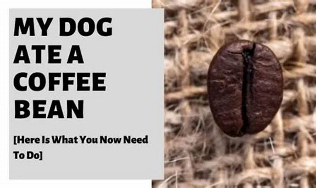 Help! My Dog Ate Coffee Bean? Risks &amp; What to Do | The Ultimate Coffee Guide: Types, Brewing Methods & Best Beans