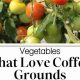 Coffee Grounds: What Vegetable Plants Love Them Best! | The Ultimate Coffee Guide: Types, Brewing Methods & Best Beans