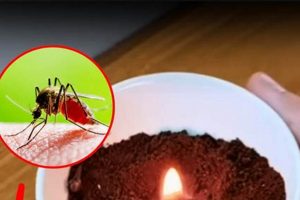 Does Burning Coffee Grounds Mosquitoes Really Work? Tips! | The Ultimate Coffee Guide: Types, Brewing Methods & Best Beans
