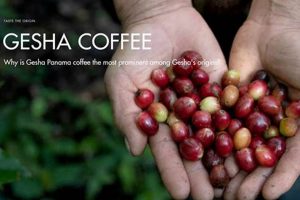 Discover Gesha Coffee Beans: Aromatic & Exquisite | The Ultimate Coffee Guide: Types, Brewing Methods & Best Beans