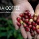 Discover Gesha Coffee Beans: Aromatic & Exquisite | The Ultimate Coffee Guide: Types, Brewing Methods & Best Beans