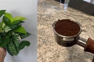 Pothos &amp; Coffee Grounds: Does Pothos Like Coffee Grounds? Tips! | The Ultimate Coffee Guide: Types, Brewing Methods & Best Beans