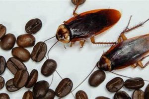 Coffee Grounds & Roaches: Do Roaches Like Coffee Grounds? | The Ultimate Coffee Guide: Types, Brewing Methods & Best Beans