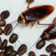 Coffee Grounds & Roaches: Do Roaches Like Coffee Grounds? | The Ultimate Coffee Guide: Types, Brewing Methods & Best Beans