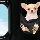 Cute Chihuahua Coffee Mug: A Must-Have for Chihuahua Lovers! | The Ultimate Coffee Guide: Types, Brewing Methods & Best Beans