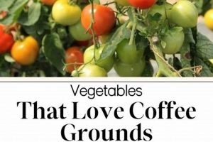 Veggies & Coffee Grounds: Which Plants Thrive? (Guide) | The Ultimate Coffee Guide: Types, Brewing Methods & Best Beans