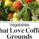 Veggies & Coffee Grounds: Which Plants Thrive? (Guide) | The Ultimate Coffee Guide: Types, Brewing Methods & Best Beans