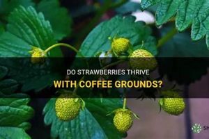 Coffee Grounds: Do Strawberries Like Them? Tips & Tricks The Ultimate Coffee Guide: Types, Brewing Methods & Best Beans Coffee Grounds: Do Strawberries Like Them? Tips & Tricks | The Ultimate Coffee Guide: Types, Brewing Methods & Best Beans