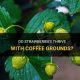 Coffee Grounds: Do Strawberries Like Them? Tips &amp; Tricks | The Ultimate Coffee Guide: Types, Brewing Methods & Best Beans