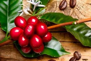 Coffee Truth: Are Coffee Beans a Fruit? - Brew Facts | The Ultimate Coffee Guide: Types, Brewing Methods & Best Beans