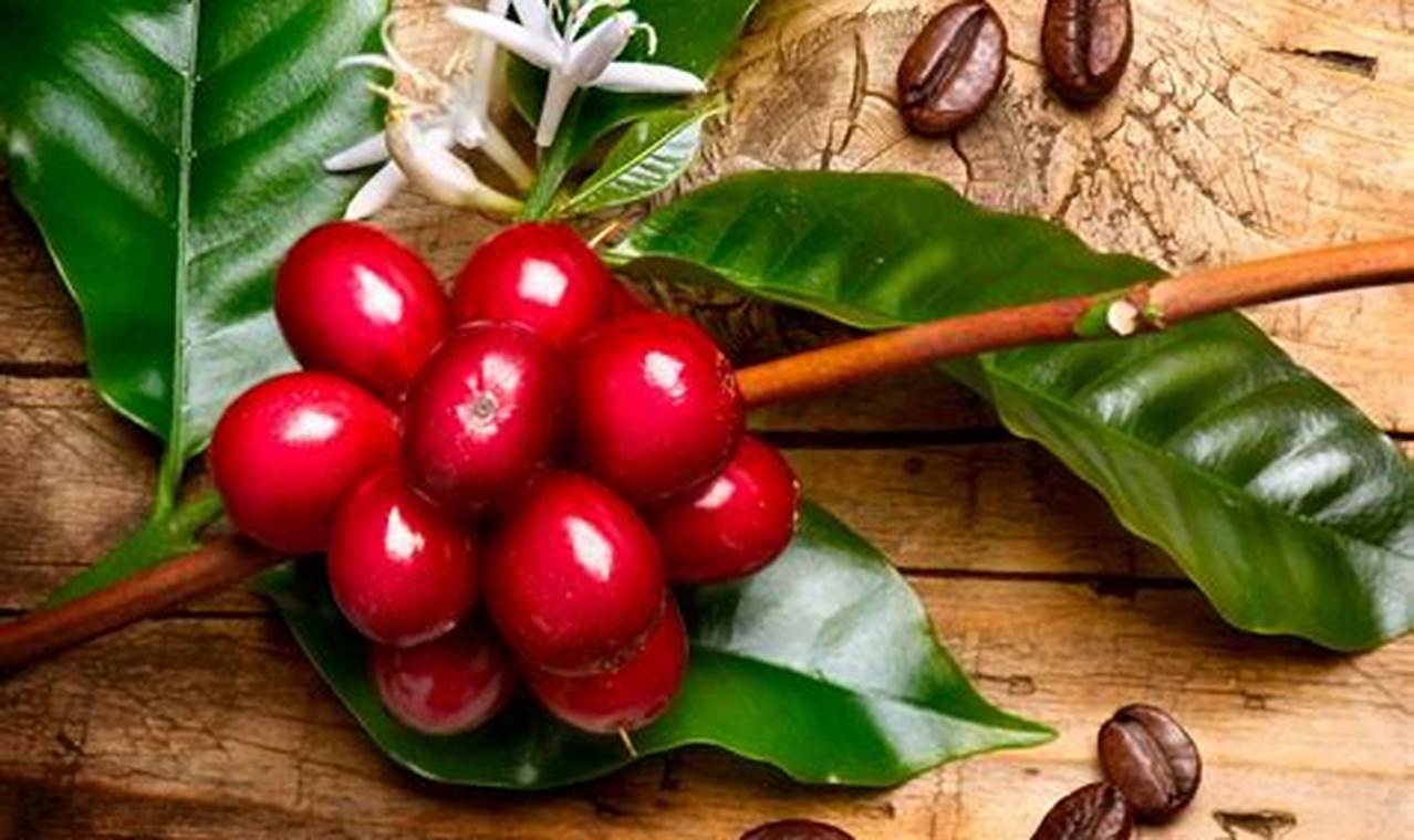 Coffee Truth: Are Coffee Beans a Fruit? - Brew Facts The Ultimate Coffee Guide: Types, Brewing Methods & Best Beans Coffee Truth: Are Coffee Beans a Fruit? - Brew Facts | The Ultimate Coffee Guide: Types, Brewing Methods & Best Beans