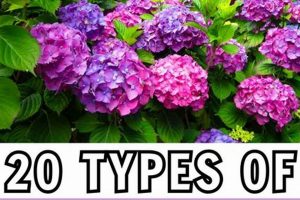 Best Flowers: What Flowers Like Coffee Grounds for Growth Tips The Ultimate Coffee Guide: Types, Brewing Methods & Best Beans Best Flowers: What Flowers Like Coffee Grounds for Growth Tips | The Ultimate Coffee Guide: Types, Brewing Methods & Best Beans