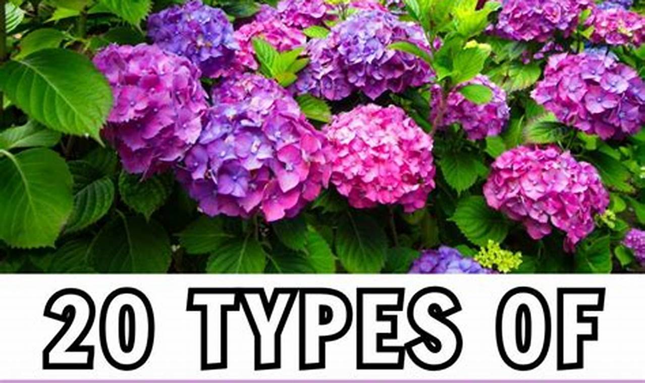 Best Flowers: What Flowers Like Coffee Grounds for Growth Tips The Ultimate Coffee Guide: Types, Brewing Methods & Best Beans Best Flowers: What Flowers Like Coffee Grounds for Growth Tips | The Ultimate Coffee Guide: Types, Brewing Methods & Best Beans