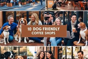 Your Guide: Best Dog Friendly Coffee Shops in Austin, TX Today! | The Ultimate Coffee Guide: Types, Brewing Methods & Best Beans