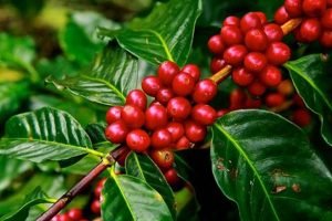 Why Ripe Red Coffee Beans Matter + [Tips] | The Ultimate Coffee Guide: Types, Brewing Methods & Best Beans