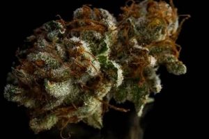 Coffee Cream Strain: Effects &amp; More [2024 Guide] | The Ultimate Coffee Guide: Types, Brewing Methods & Best Beans